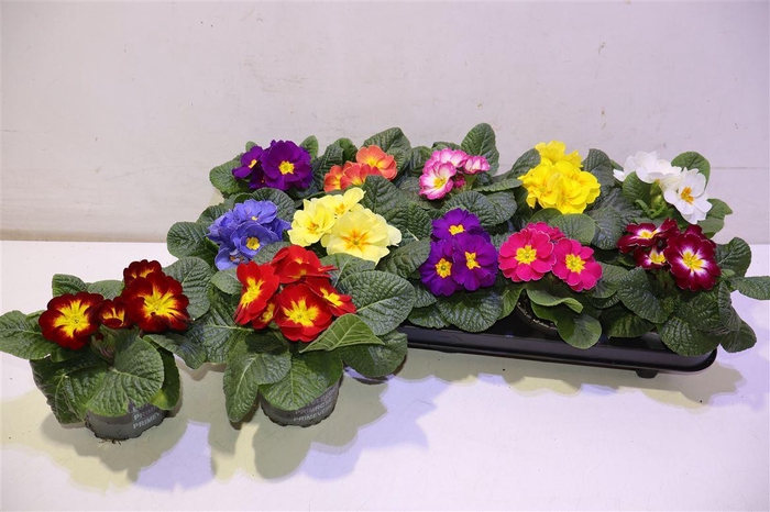 <h4>arr8 Prim Ac Gem</h4>