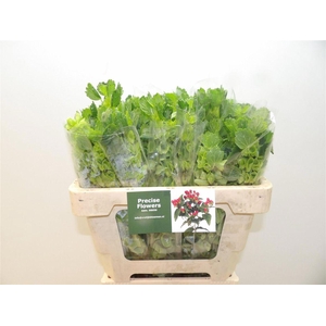Moluccella Stuk
