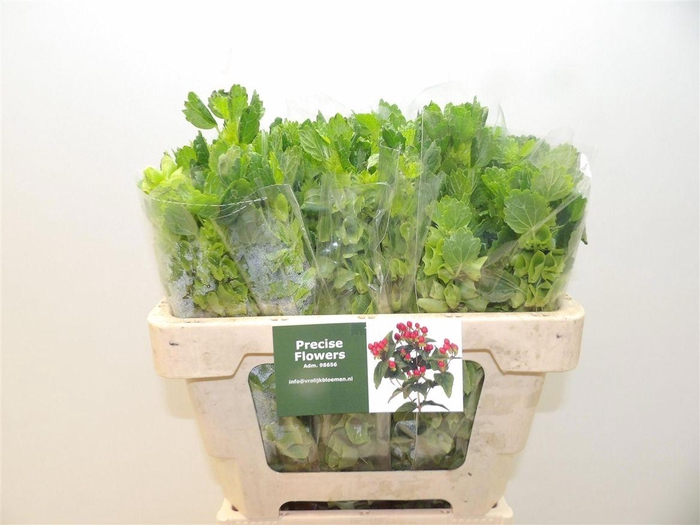 <h4>Moluccella Stuk</h4>