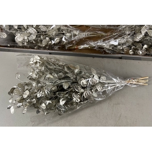 DF Lunaria Bs Platinum