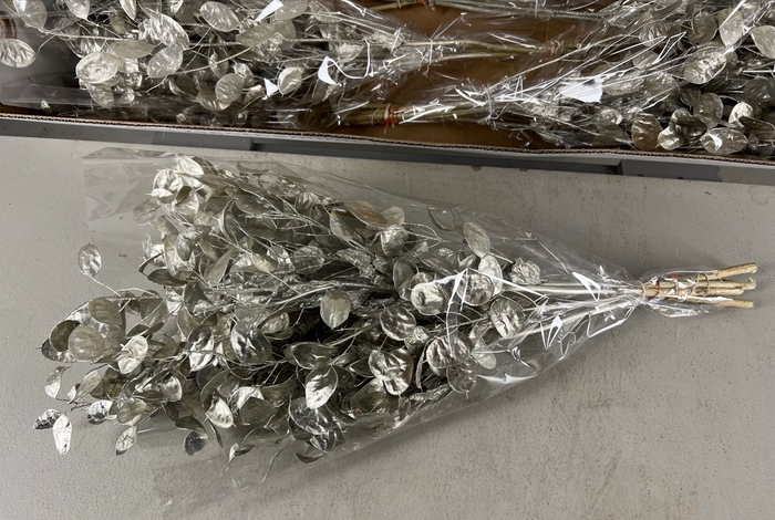 <h4>DF Lunaria Bs Platinum</h4>