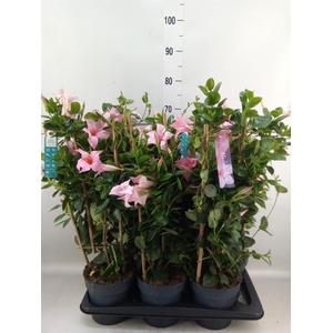 Mandevilla am. 'Sundav Cream Pink'