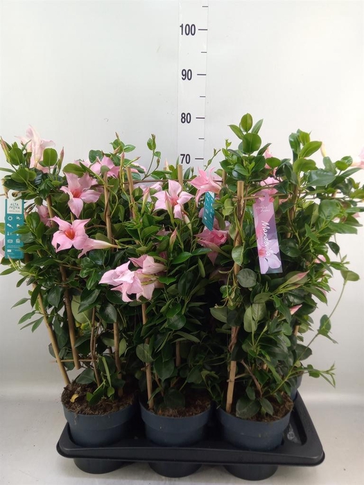 <h4>Mandevilla am. 'Sundav Cream Pink'</h4>
