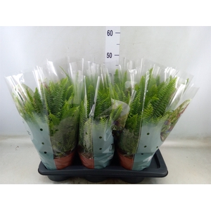 Nephrolepis exal. 'Green Lady'