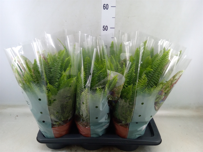 <h4>Nephrolepis exal. 'Green Lady'</h4>