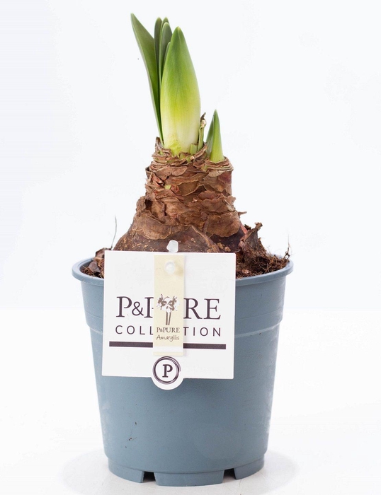 <h4>Hippeastrum white P&PURE Collection</h4>