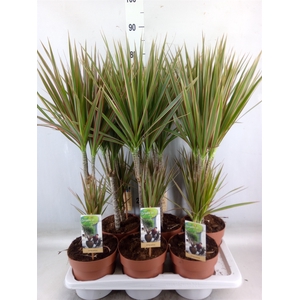 Dracaena marg. 'Bicolor'