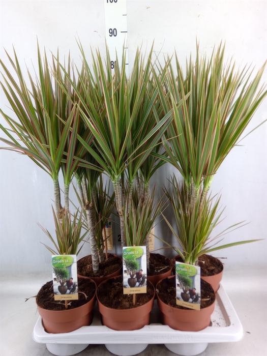 <h4>Dracaena marg. 'Bicolor'</h4>