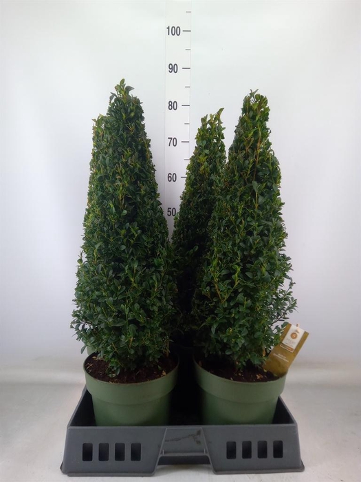 <h4>Buxus semp.   ...</h4>