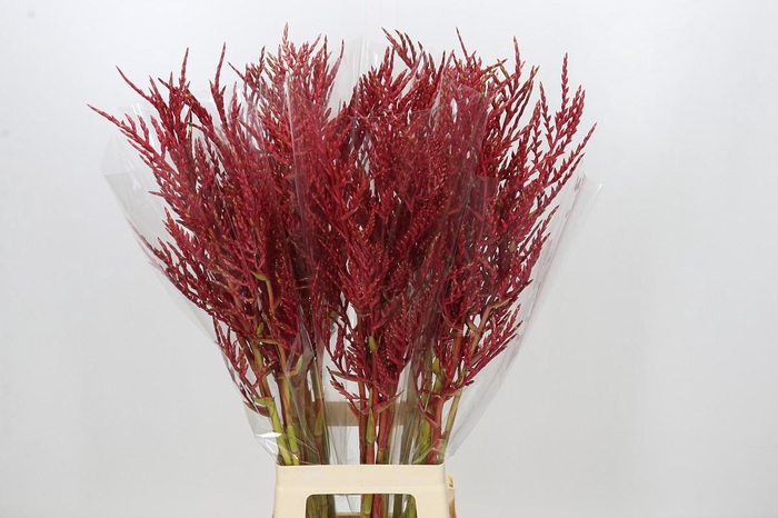 <h4>Bromelia Red Paloma</h4>