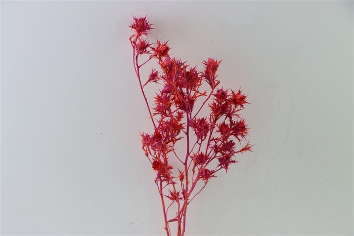 Dried Artz Cardi Monet Bunch