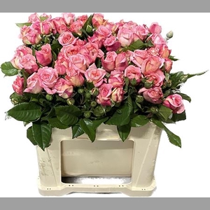 R Tr Augusta Luise
