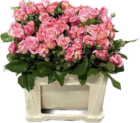 <h4>R Tr Augusta Luise</h4>