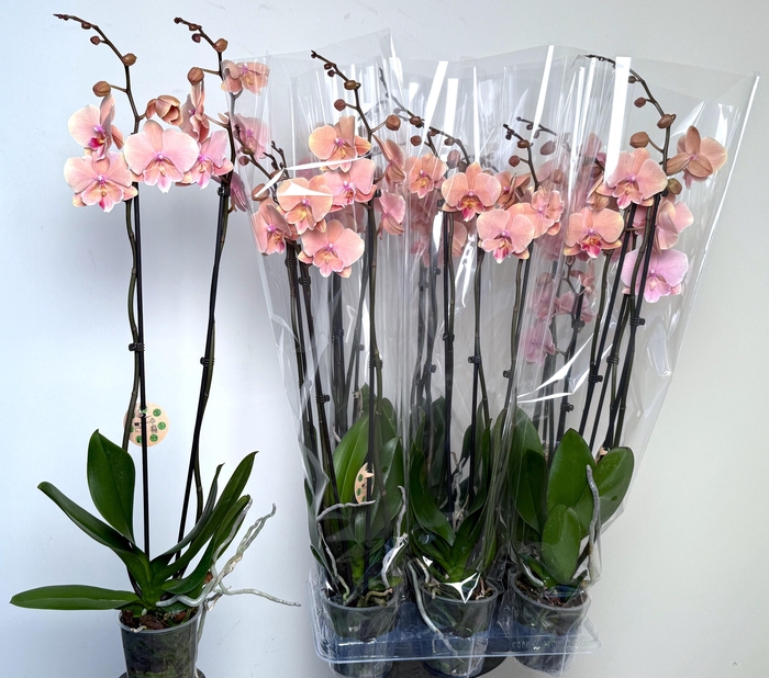 <h4>PHAL OV ORANJE</h4>