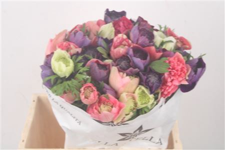 <h4>Anemone Levante Mixed In The Bunch</h4>