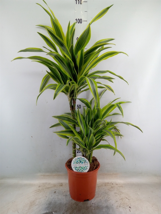 <h4>Dracaena fr de 'LemonLime'</h4>