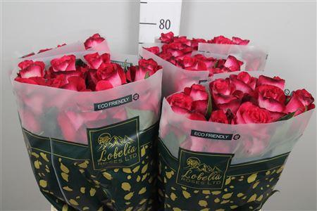 <h4>R Gr Nicoletta</h4>