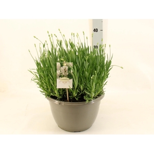 LAVAN AN AROMA WHITE