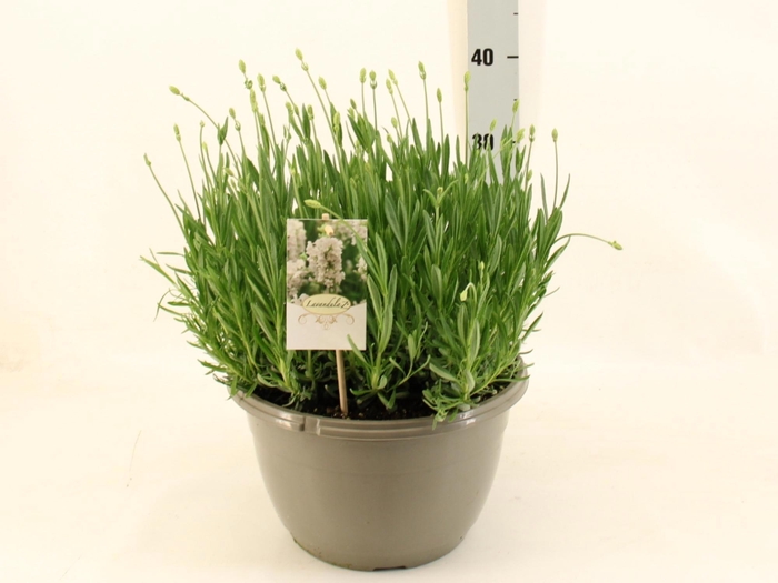 <h4>LAVAN AN AROMA WHITE</h4>