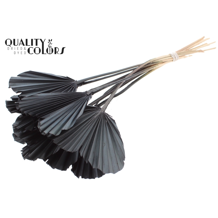 <h4>Palm Spear Heart per stem Black</h4>