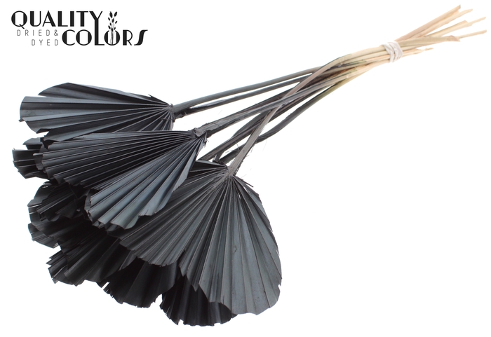 Palm Spear Heart per stem Black