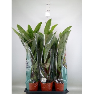 Calathea rufibarba 'Miroscha'