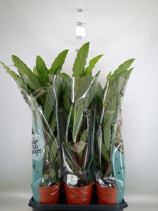 <h4>Calathea rufibarba 'Miroscha'</h4>