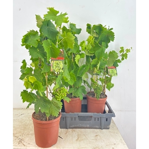 VITIS VINIFERA