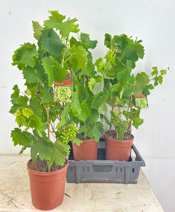 <h4>VITIS VINIFERA</h4>