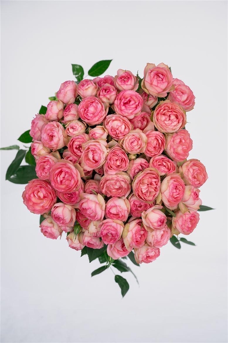 <h4>R GR Tr Lovely Rokoko</h4>