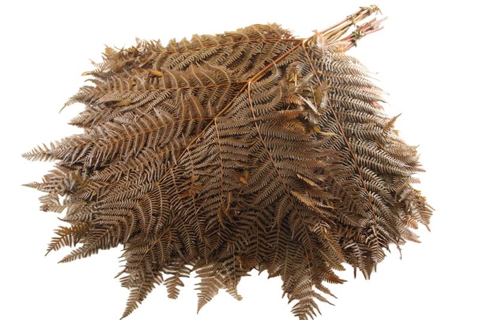 <h4>Fern Bracken Preserved Yellow</h4>