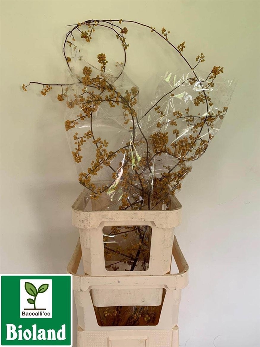 <h4>Celastrus Scandens Nico Bes</h4>