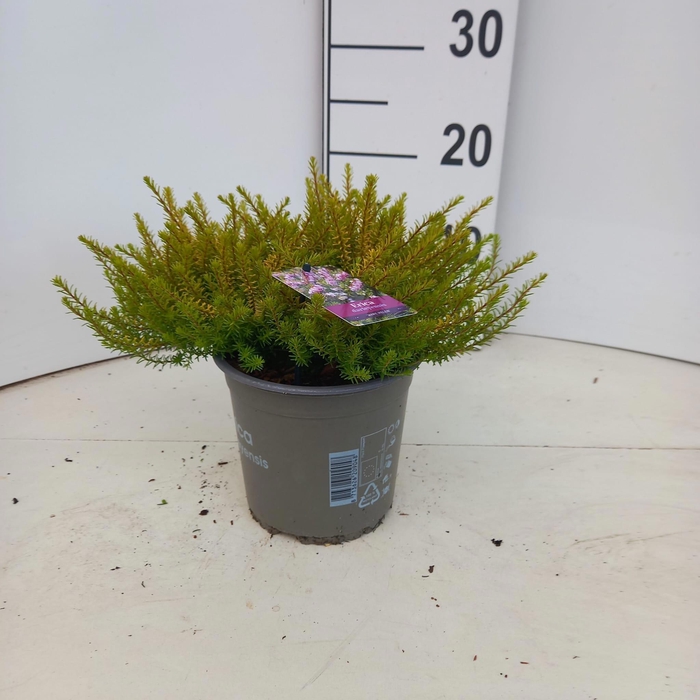 <h4>Erica darl. 'Mary Helen'</h4>