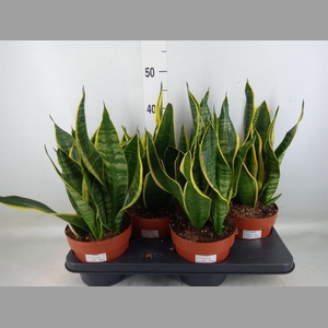 Sansevieria trifa. 'Futura Superba'