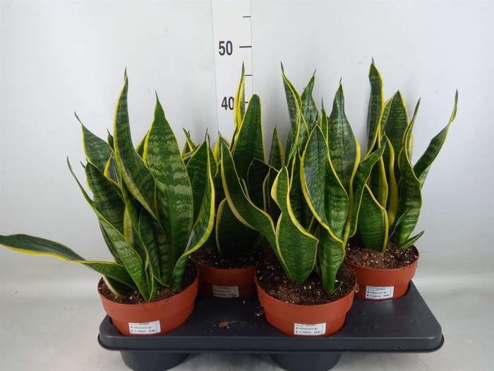 <h4>Sansevieria trifa. 'Futura Superba'</h4>