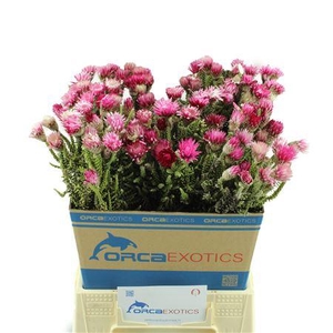 KAAPS PHAENOCOMA PROLIFERA