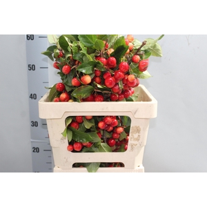 MALUS RED SENTINEL
