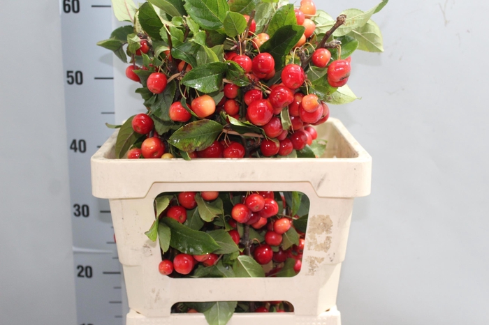 <h4>MALUS RED SENTINEL</h4>