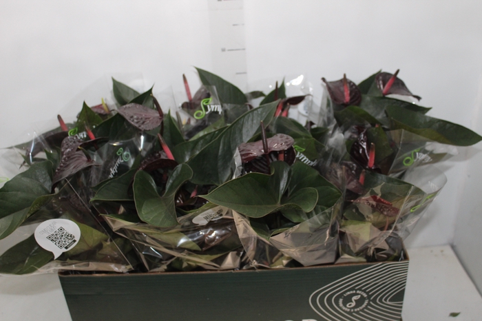 <h4>ANTHURIUM BEAUTY BLACK P15</h4>