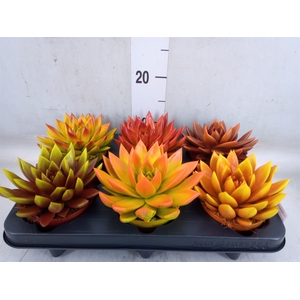 Echeveria  'Miranda'