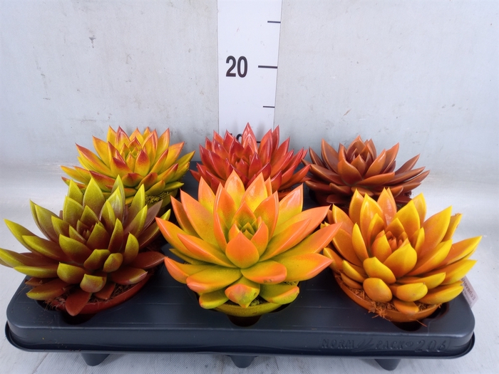 <h4>Echeveria  'Miranda'</h4>