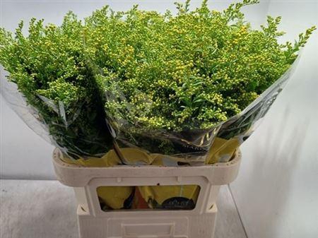 <h4>Soli Carzan Glory</h4>