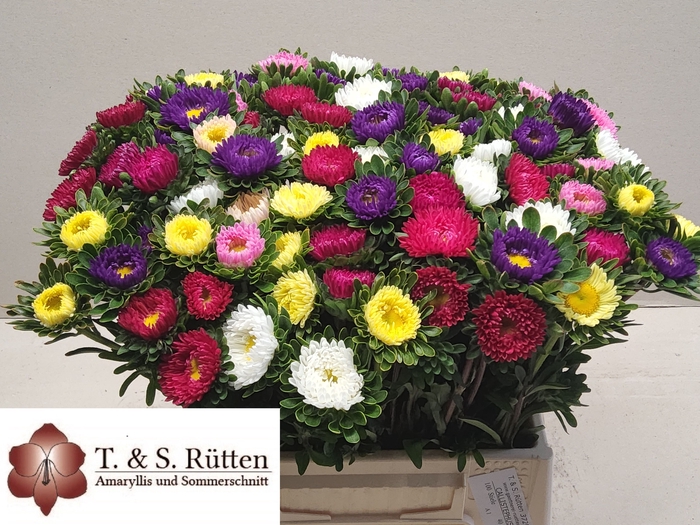 <h4>Callis Mix Ruetten</h4>