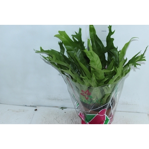 ASPLENIUM CRISSIE P19