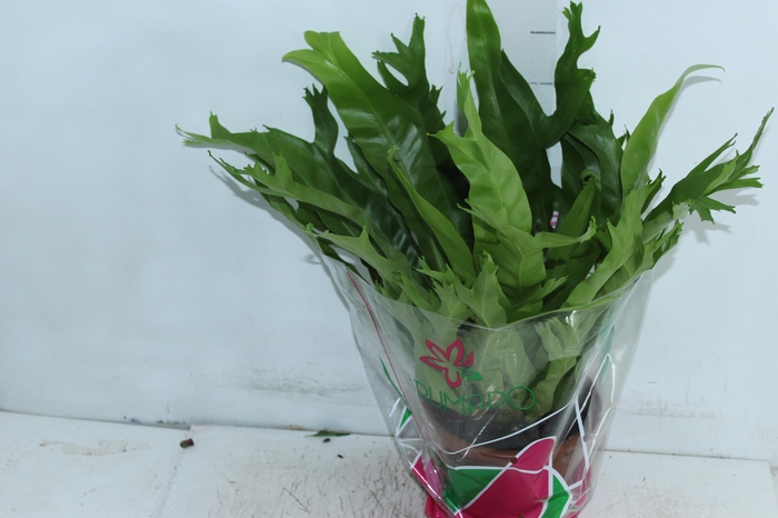 <h4>ASPLENIUM CRISSIE P19</h4>