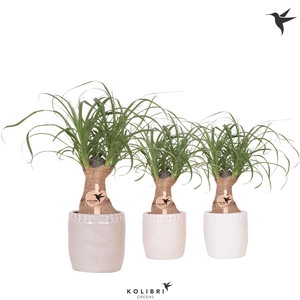 Kolibri Greens Beaucarnea in Stones pot mix