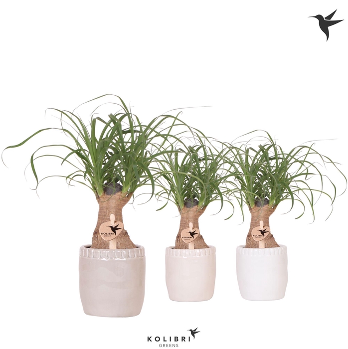 <h4>Kolibri Greens Beaucarnea in Stones pot mix</h4>