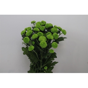 Chr T Feelin Gr Dark