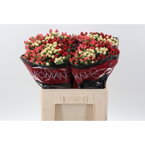 Hyp Rainb Rom Mix 60cm