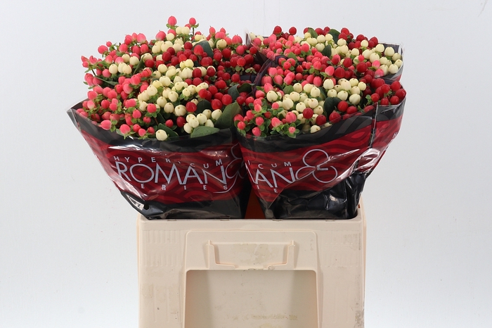 <h4>Hyp Rainb Rom Mix 60cm</h4>